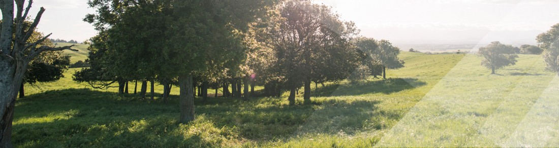 Bramwell Bate Trrees