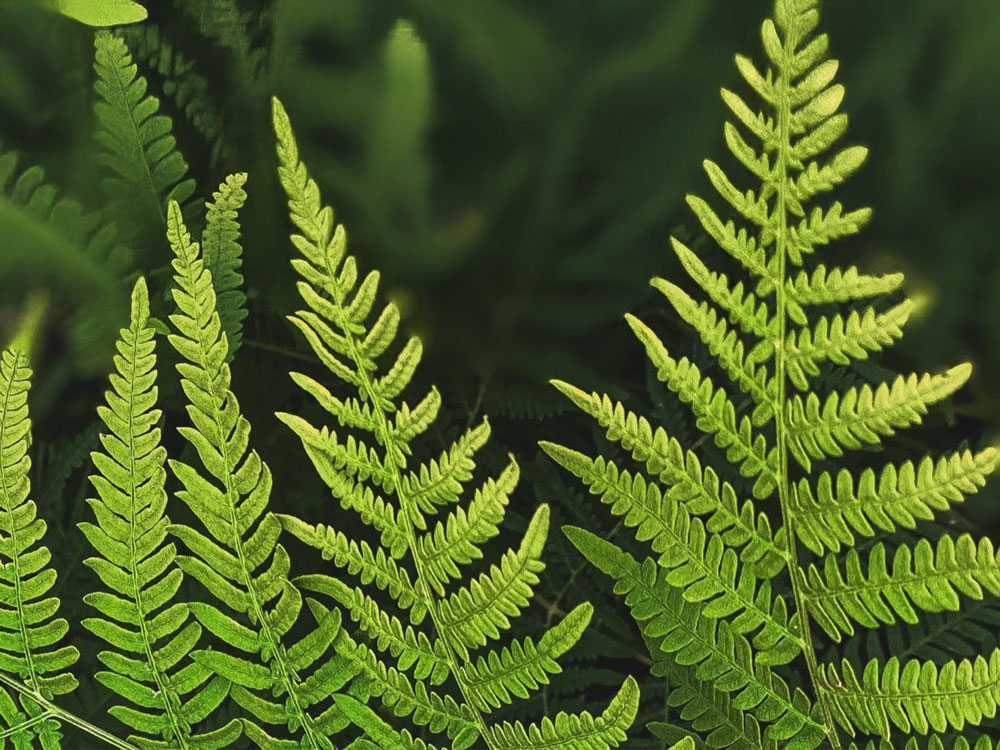 Feature Image